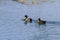 Anas platyrhynchos - Mallard duck
