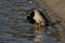 Anas platyrhynchos, mallard duck, species of a large water bird in the Anatidae family,