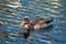Anas platyrhynchos mallard duck swimming on a beautifully calm pond.