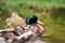Anas platyrhynchos, Mallard, male duck near the pond