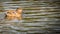 Anas platyrhynchos ,solitary female mallard duck swimming between the tress in Ryton pools, UK.