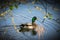 Anas platyrhynchos ,solitary male mallard duck swimming between the tress in Ryton pools, UK.