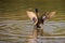 Anas platyrhynchos ,solitary male mallard duck swimming between the tress in Ryton pools, UK.