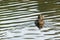 Anas Strepera, female Gadwall duck swimming in lake water of Ryton pools, UK.