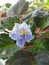 Anastasia variety blossoming blue Saintpaulia on a Sunny spring day on a windowsill,