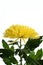 Anastasius\'s chrysanthemum yellow