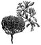 Anastatica hierochuntica, tumbleweed or resurrection plant old vintage engraving