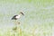 Anastomus oscitans,Ciconiidae Walking to eat small animals in paddy field