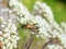 Anastrangalia sanguinolenta male beetle on flower