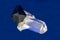 Anatase Crystal attached to terminated Quartz crystal. Blue Background.