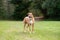 Anatolian German Shepherd mix at a park