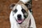 Anatolian Shepherd and American Bulldog mix breed dog outside on leash. Dog rescue pet adoption photography for humane society