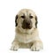 Anatolian Shepherd Dog