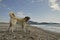 Anatolian Shepherd Dog