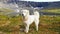 Anatolian shepherd dog.