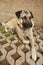 Anatolian Shepherd Dog
