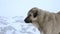 Anatolian Shepherd Dog in Cold Snowy Winter