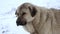 Anatolian Shepherd Dog in Cold Snowy Winter