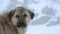 Anatolian Shepherd Dog in Cold Snowy Winter