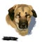 Anatolian Shepherd Dog digital art illustration isolated on white background. Anatolian Shepherd dog muscular breed with