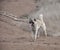 Anatolian Shepherd Dog kangal