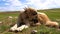 Anatolian shepherd dog with spiked iron collar lying on pasture. Spiked iron collar protects the necks of dog against wolf