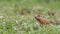 Anatolian Souslik Ground Squirrel