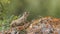 Anatolian Souslik Ground Squirrel Climbing Rock