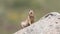 Anatolian Souslik Ground Squirrel on Rock