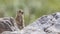 Anatolian Souslik Ground Squirrel Among Rocks