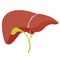 Anatomic liver illustration