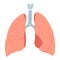 Anatomic lungs illustration