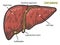 Anatomical atlas, structure of the liver. Medical Education Also.