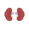 Anatomical colorful human kidneys scientifically accurate on white background. Medical science anatomy illustration.