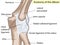 Anatomical design. posterior and radial collateral ligament of the elbow joint.