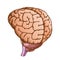 Anatomical Head Organ Human Brain Vintage Color Vector