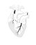 Anatomical heart isolated illustration, black and white sketch. Human realistic internal organ on white background.