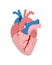 Anatomical heart isolated illustration. Human realistic internal organ on white background.