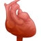 Anatomical heart isolated. Muscular organ in humans and animals, which pumps blood through blood vessels of circulatory system. He