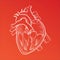 Anatomical human heart drawing with white pencil line on red background