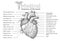 Anatomical Human heart hand drawn poster with inscription of ve