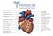Anatomical Human heart hand drawn poster with inscription of ve