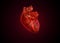 Anatomical human heart isolated