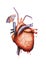Anatomical Human Heart Party Illustration Image