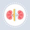 Anatomical human kidney icon healthcare medical service logo medicine and health symbol concept flat