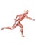 Anatomical man running muscles