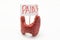 Anatomical model of thyroid gland with placard with inscription pain is on white background. Concept photo of pain, pain symptoms