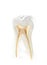 Anatomical model of a tooth isolated on a white background