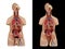 Anatomical model unisex torso