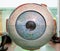 Anatomical plastic model of human eye, closeup